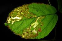 Stigmella aurella