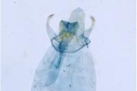 Bucculatrix frangutella