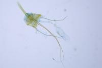 Triaxomera parasitella