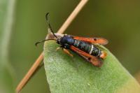 Pyropteron chrysidiforme