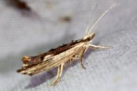 Ypsolopha scabrella