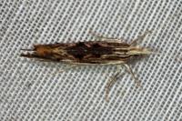 Ypsolopha scabrella