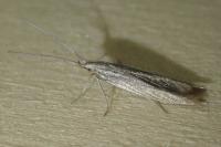 Coleophora grotenfelti