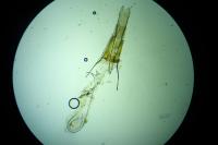 Coleophora grotenfelti