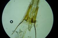 Coleophora grotenfelti