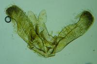 Elachista lugdunensis