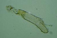Elachista lugdunensis