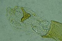 Elachista lugdunensis