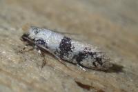 Infurcitinea atrifasciella