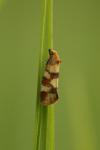 Aethes tesserana
