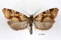 Aethes hartmanniana