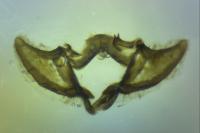 Aethes hartmanniana