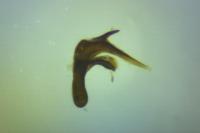 Aethes hartmanniana