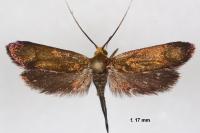 Nemophora metallica
