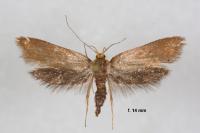 Crassa unitella