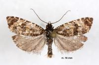 Olethreutes stibiana
