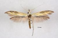 Coleophora ornatipennella