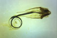 Coleophora ornatipennella