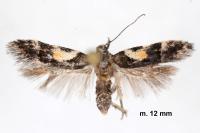 Teleiodes luculella
