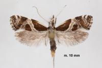 Eidophasia hufnagelii