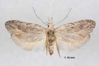 Anarsia bilbainella