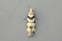 Pseudotelphusa scalella