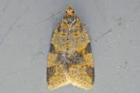 Epagoge grotiana