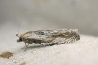 Eucosma