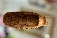Agonopterix curvipunctosa