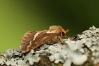 Korscheltellus lupulinus