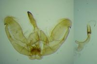 Amblyptilia acanthadactyla