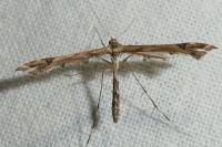 Amblyptilia acanthadactyla