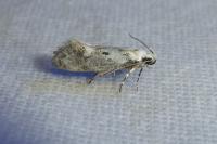 Herrichia excelsella