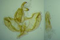 Herrichia excelsella