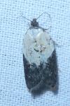 Acleris variegana