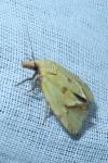 Agapeta hamana