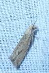 Bactra lancealana