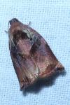 Archips podana