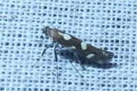 Calybites phasianipennella