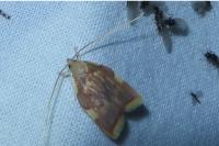 Carcina quercana