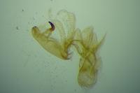 Aproaerema suecicella