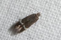 Aproaerema suecicella
