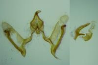 Cnephasia stephensiana