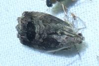 Cydia splendana