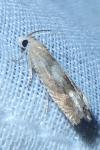 Eucosma conterminana