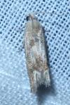 Eucosma conterminana