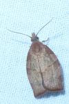 Pandemis heparana