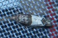Spilonota ocellana