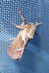 Triodia sylvina