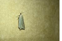 Acompsia cinerella
